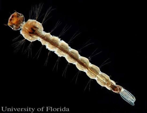 Figure 11. Fourth instar larva of the yellow fever mosquito, Aedes aegypti (Linnaeus).