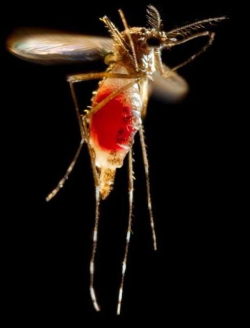 Figure 7. An adult female yellow fever mosquito, Aedes aegypti (Linnaeus), with a newly-obtained fiery red blood meal visible through her now transparent abdomen. The now heavy female mosquito takes flight as she leaves her host's skin surface. After having filled with blood, the abdomen became distended, stretching the exterior exoskeletal surface, causing it to become transparent, and allowed the collecting blood to become visible as an enlarging intra-abdominal red mass. Note also the clearly defined head, mouth parts and legs.