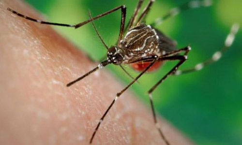 Adult yellow fever mosquito, Aedes aegypti (Linnaeus)