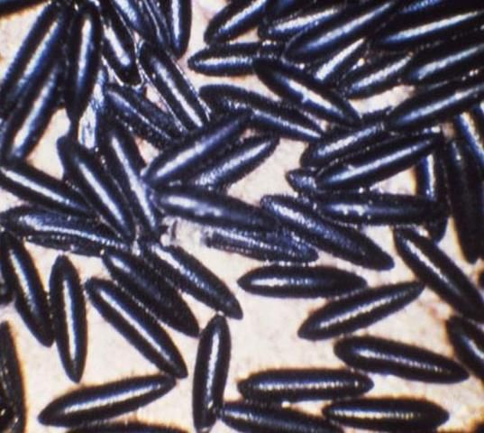 Figure 9. Eggs of the yellow fever mosquito, Aedes aegypti (Linnaeus).