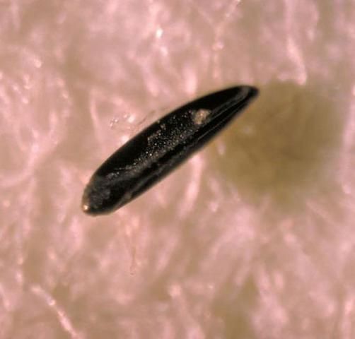 Figure 8. Egg of the yellow fever mosquito, Aedes aegypti (Linnaeus).