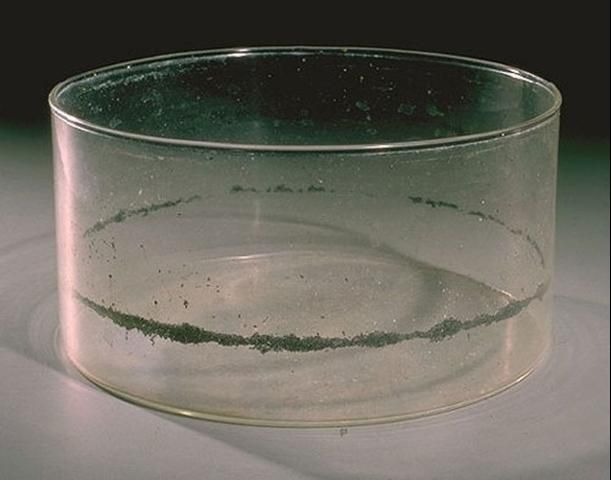 Figure 10. Eggs of the yellow fever mosquito, Aedes aegypti (Linnaeus), in glass container.