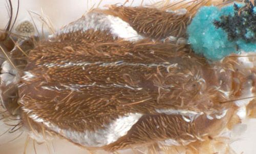 Close-up of the lyre on an adult yellow fever mosquito