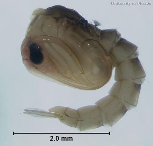 Figure 12. Pupa of the yellow fever mosquito, Aedes aegypti (Linnaeus).