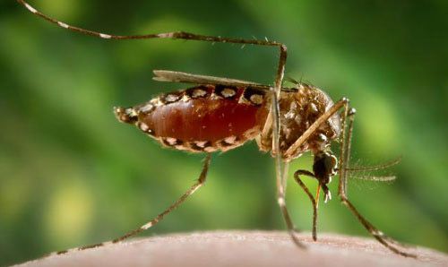 An adult female yellow fever mosquito, Aedes aegypti (Linnaeus), in the process of acquiring a blood meal from its human host, after having penetrated the skin surface with the sharply-pointed fascicle.