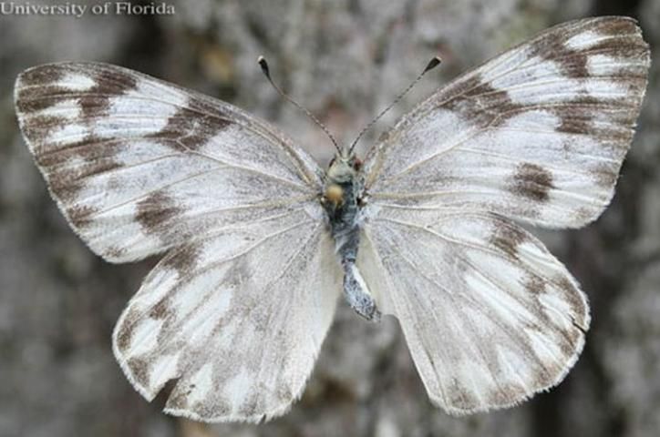 Figure 2. Adult female checkered white butterfly, Pontia protodice (Boisduval & Leconte).