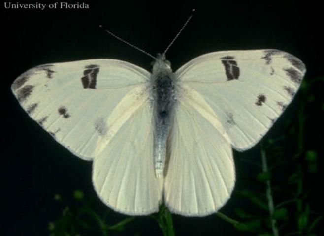 Figure 1. Adult male checkered white butterfly, Pontia protodice (Boisduval & Leconte).