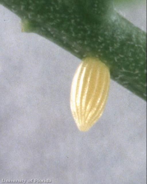 Figure 3. Egg of the checkered white butterfly, Pontia protodice (Boisduval & Leconte).