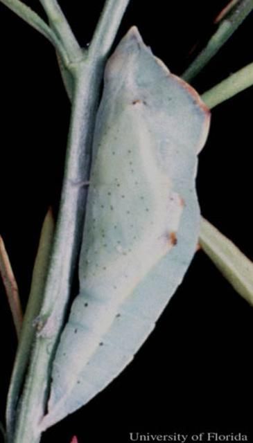 Figure 5. Pupa of the checkered white butterfly, Pontia protodice (Boisduval & Leconte).