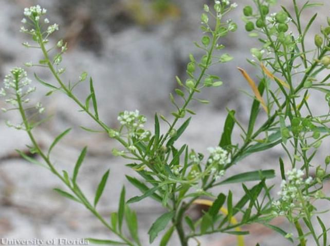 Figure 6. Virginia pepperweed, Lepidium virginicum L., a host of the checkered white butterfly, Pontia protodice (Boisduval & Leconte).