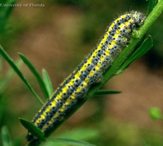 Figure 4. Larva of the checkered white butterfly, Pontia protodice (Boisduval & Leconte).