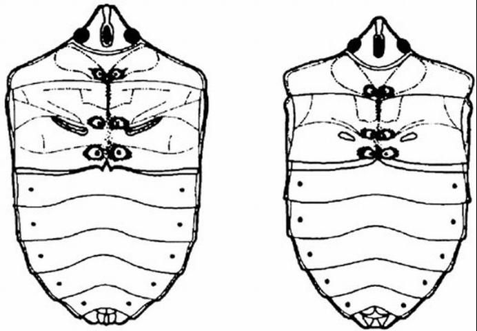 Figure 2. Ventral surface of stink bugs. Scent gland location near base of middle legs, elongate (left) and not elongate (right).