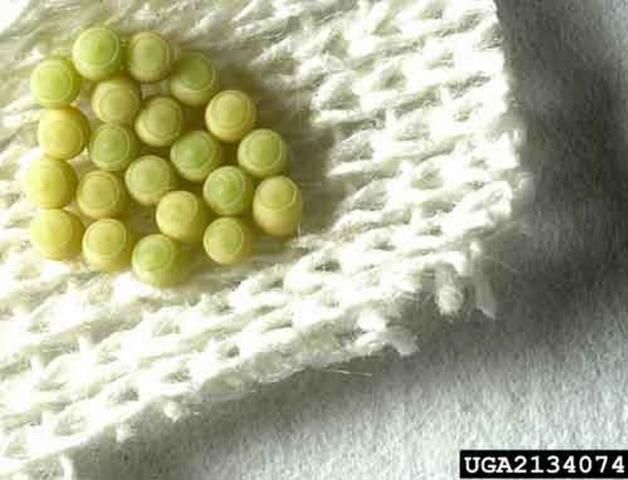Figure 6. Newly laid eggs of the green stink bug, Chinavia hilaris (Say).