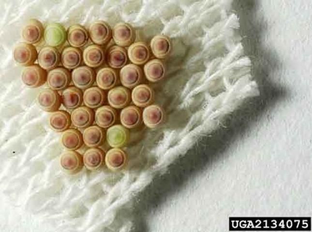 Figure 7. Five-day-old eggs of the green stink bug, Chinavia hilaris (Say).
