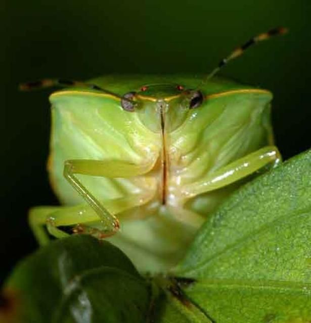 Figure 4. Frontal view of an adult green stink bug, Chinavia hilaris (Say).