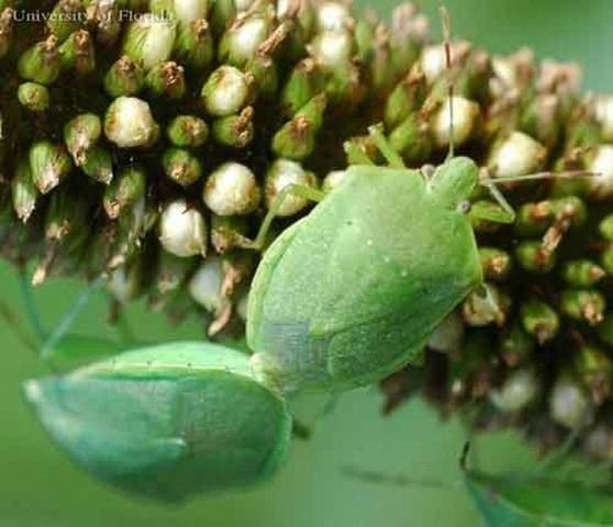 Figure 1. Adult green stink bugs, Chinavia hilaris (Say), on millet.