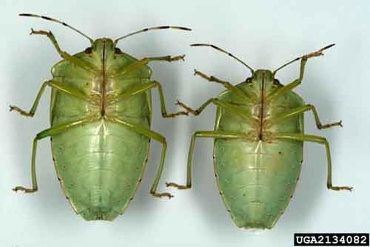 Figure 5. Ventral view of adult female (left) and male (right) green stink bugs, Chinavia hilaris Say).