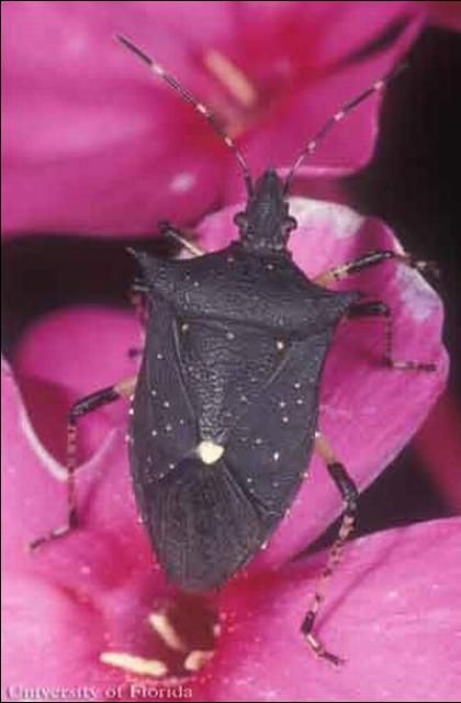 Figure 2. Dorsal view of an adult black stink bug, Proxys punctulatus (Palisot), on phlox.