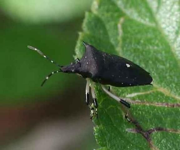 Figure 1. Adult black stink bug, Proxys punctulatus (Palisot), on lantana.
