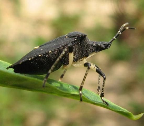 Figure 3. Lateral view of an adult black stink bug, Proxys punctulatus (Palisot).