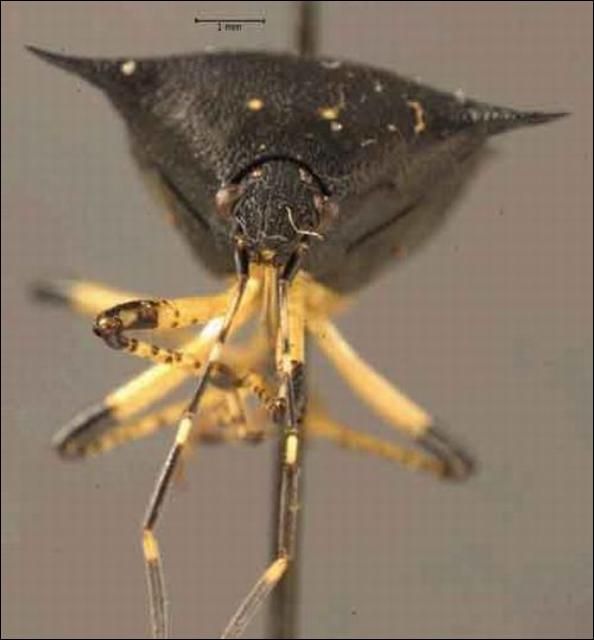 Figure 5. Frontal view of an adult black stink bug, Proxys punctulatus (Palisot).