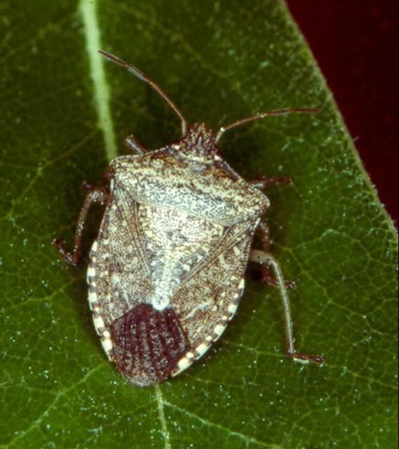 Figure 2. Adult brown stink bug, Euschistus servus (Say).