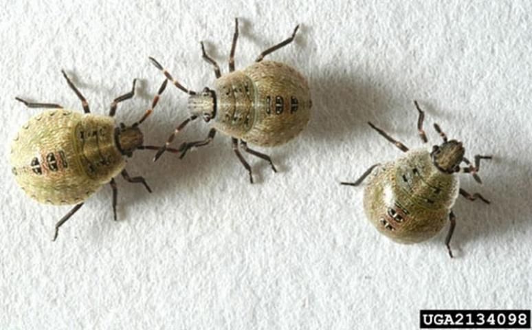 Figure 9. Fed third instar nymphs of the brown stink bug, Euschistus servus (Say).