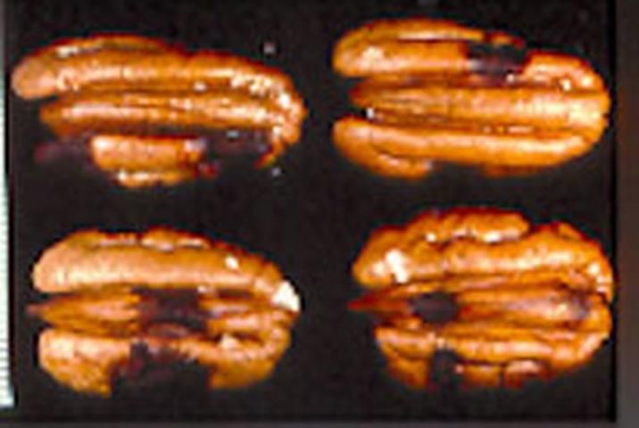 Figure 1. View of kernel spots on four nuts caused by feeding from the brown stink bug, Euschistus servus (Say).