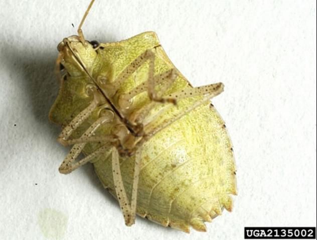 Figure 4. Ventral view of adult female brown stink bug, Euschistus servus (Say).