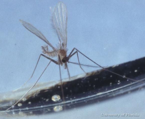 Figure 7. Adult male Lutzomyia shannoni Dyar, a sand fly.