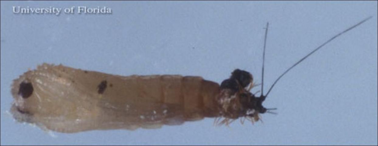 Figure 4. Pupa of Lutzomyia shannoni Dyar, a sand fly.