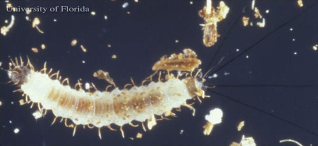 Figure 3. Fourth instar larva of Lutzomyia shannoni Dyar, a sand fly.