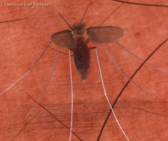 Figure 6. Blood fed, adult female Lutzomyia shannoni Dyar, a sand fly.