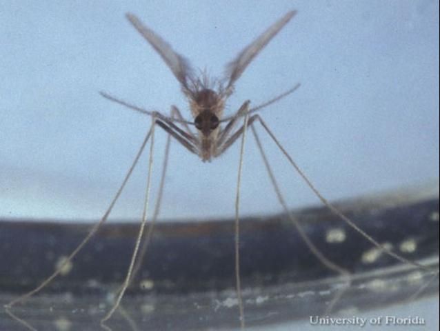 Figure 5. Non-blood fed, adult female Lutzomyia shannoni Dyar, a sand fly.