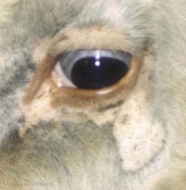 Figure 5. Infestation of the little blue cattle louse, Solenopotes capillatus (Enderlein), around the eye of a cow.