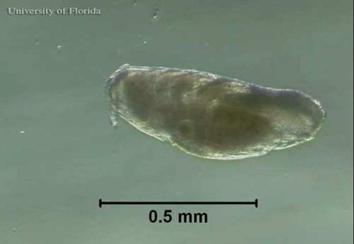 Figure 3. Ventral view of an adult little blue cattle louse, Solenopotes capillatus (Enderlein).