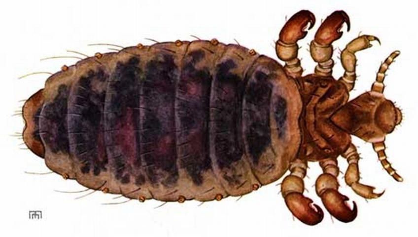 Figure 1. Adult little blue cattle louse, Solenopotes capillatus (Enderlein).