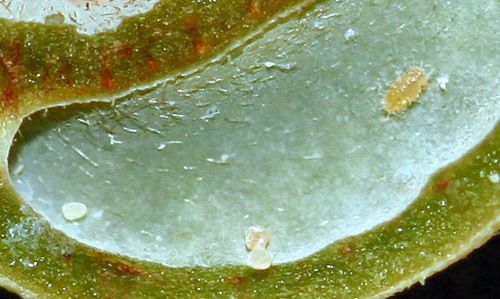 Figure 10. Dissected gall with early instar nymph of the red bay psyllid, Trioza magnoliae (Ashmead), and honeydew droplets covered with wax.