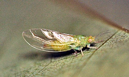 Figure 12. Adult red bay psyllid, Trioza magnoliae (Ashmead).