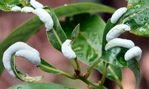 Figure 6. Galls of the red bay psyllid, Trioza magnoliae (Ashmead), on Persea borbonia.