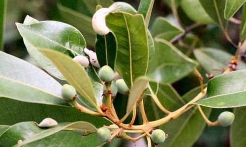 Figure 9. Galls of the red bay psyllid, Trioza magnoliae (Ashmead), on swamp bay, Persea palustris (Raf.)Sarg.