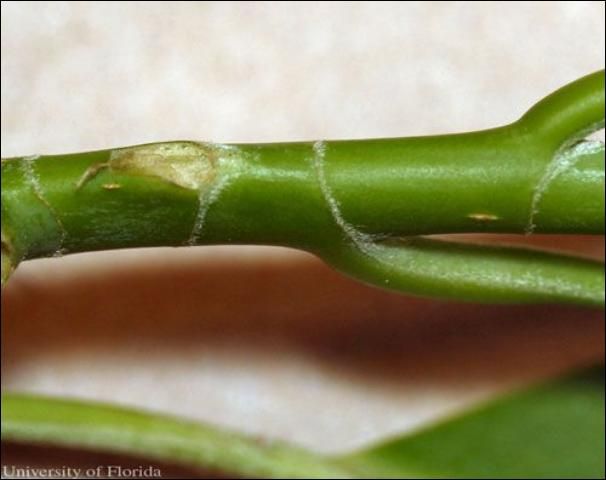 Figure 1. Sweet bay, Magnolia virginiana L., twig showing stipular scars.