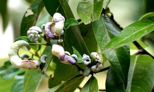 Figure 8. Persea borbonia leaves severely deformed by galls of the red bay psyllid, Trioza magnoliae (Ashmead).