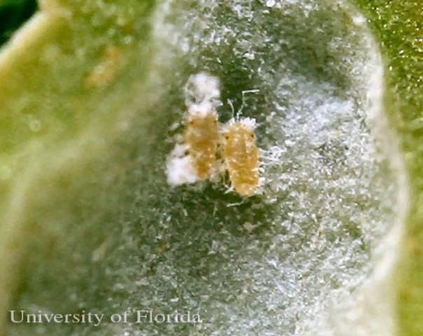 Figure 3. Dissected gall with immature nymphs of the red bay psyllid, Trioza magnoliae (Ashmead).