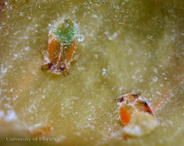 Figure 4. Dissected gall with mature nymphs of the red bay psyllid, Trioza magnoliae (Ashmead).