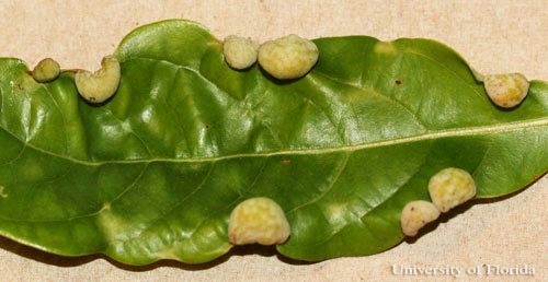 Figure 7. Galls of the red bay psyllid, Trioza magnoliae (Ashmead), on leaf of Persea borbonia var. humilis.