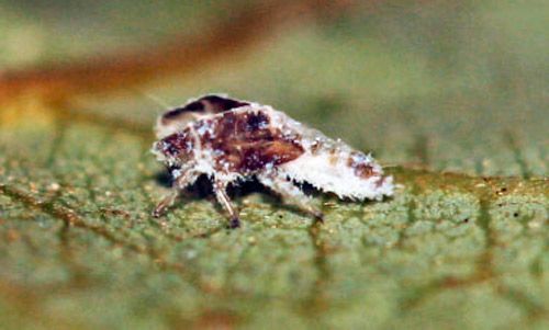 Figure 11. Cast skin of last instar nymph, red bay psyllid, Trioza magnoliae (Ashmead).