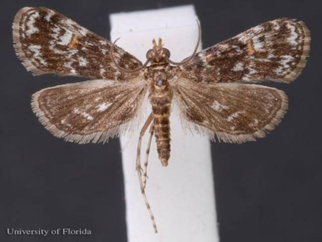 Figure 7. Adult male waterlily leafcutter, Elophila obliteralis (Walker). Wingspan of this specimen is 11 mm.