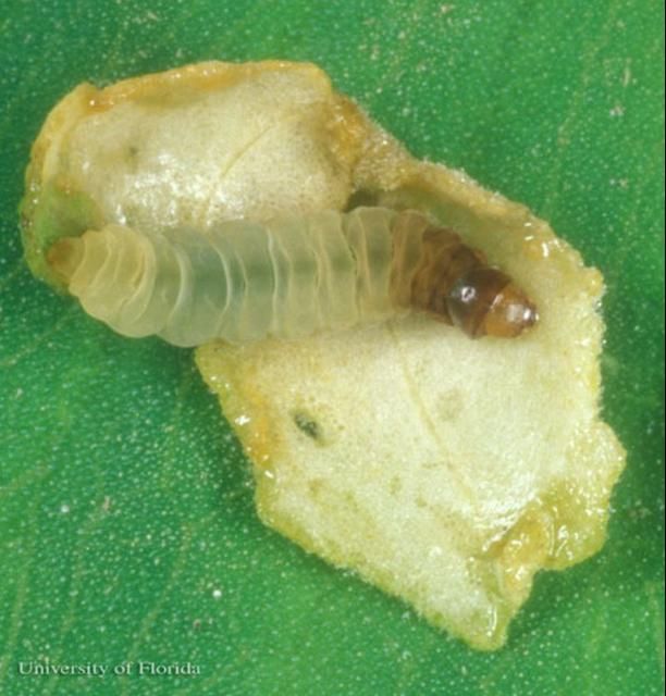 Figure 4. Larva of the waterlily leafcutter, Elophila obliteralis (Walker), with opened leaf case.