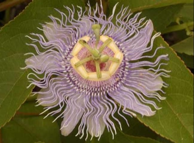 Figure 5. Purple passionflower, Passiflora incarnata L. (Passifloracaea), a host of the Gulf fritillary butterfly, Agraulis vanillae (Linneaus).